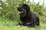 DOGUE DU TIBET 856
